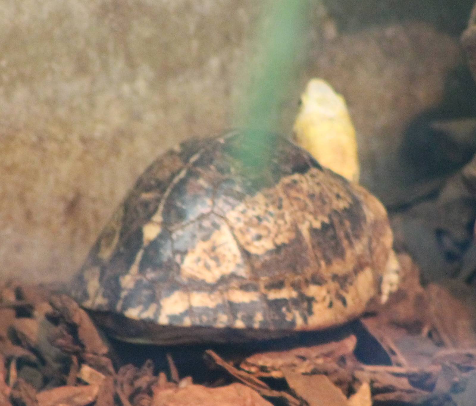 Southern Vietnamese box turtle