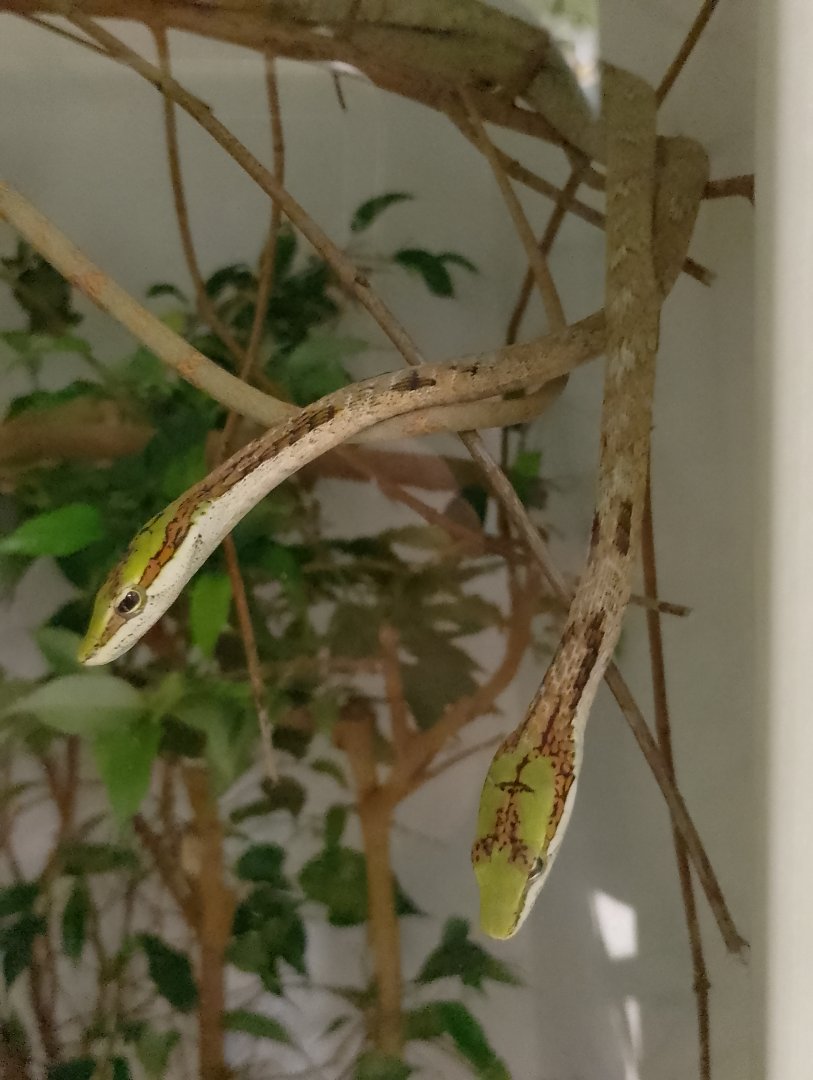 Southern vine snakes