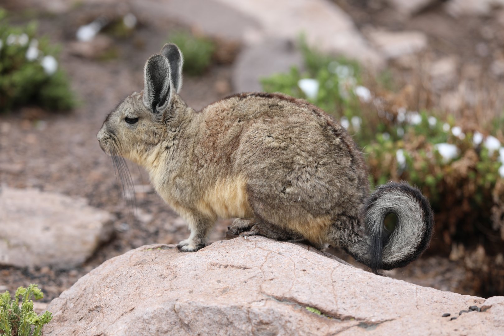 southern viscacha (Lagidium viscacia)