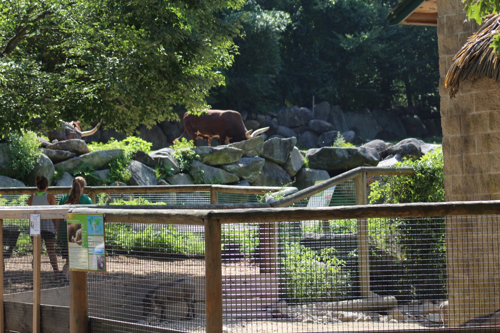 Southern Warthog Enclosure