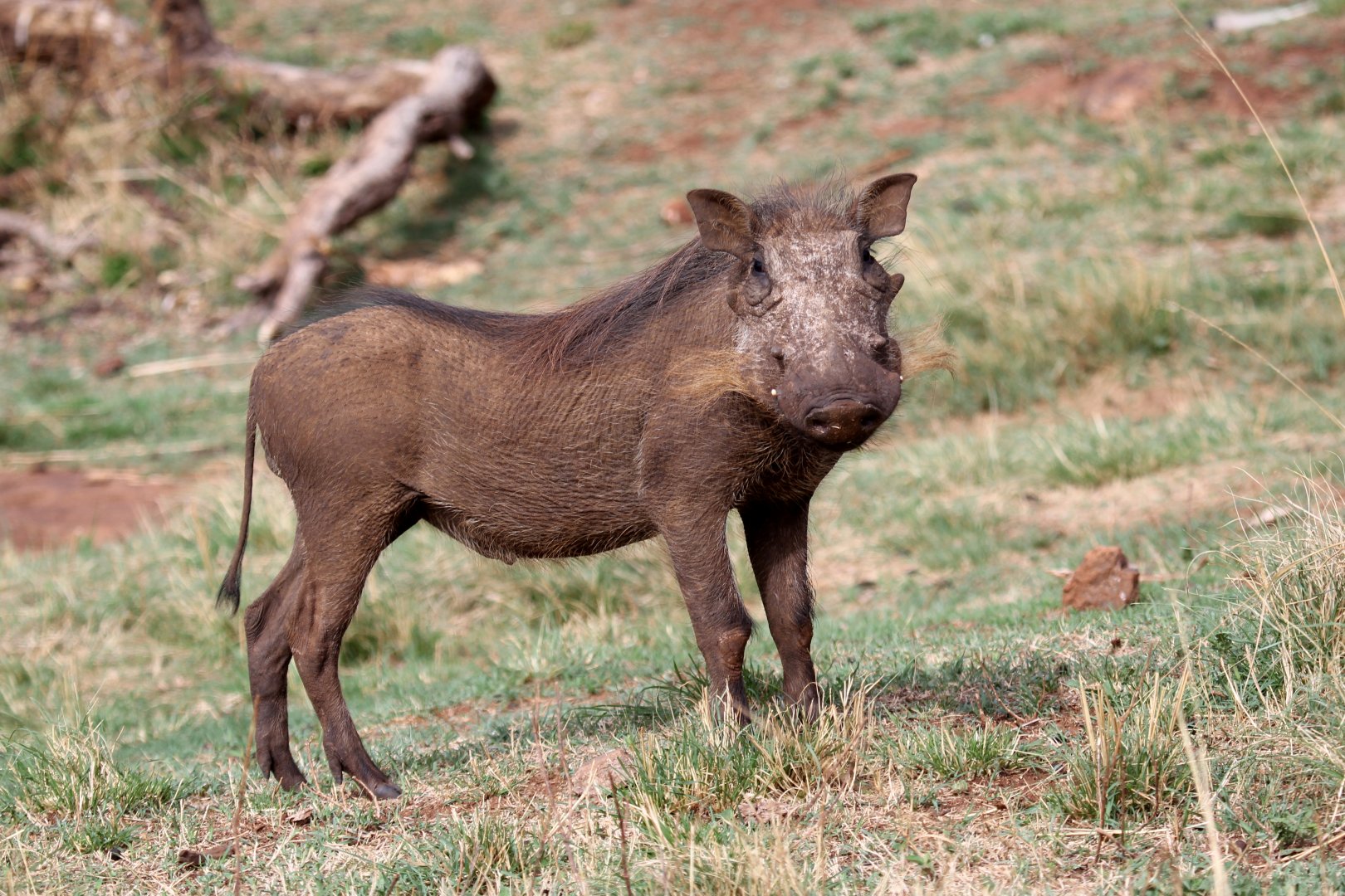 Southern warthog (Phacochoerus africanus sundevallii)