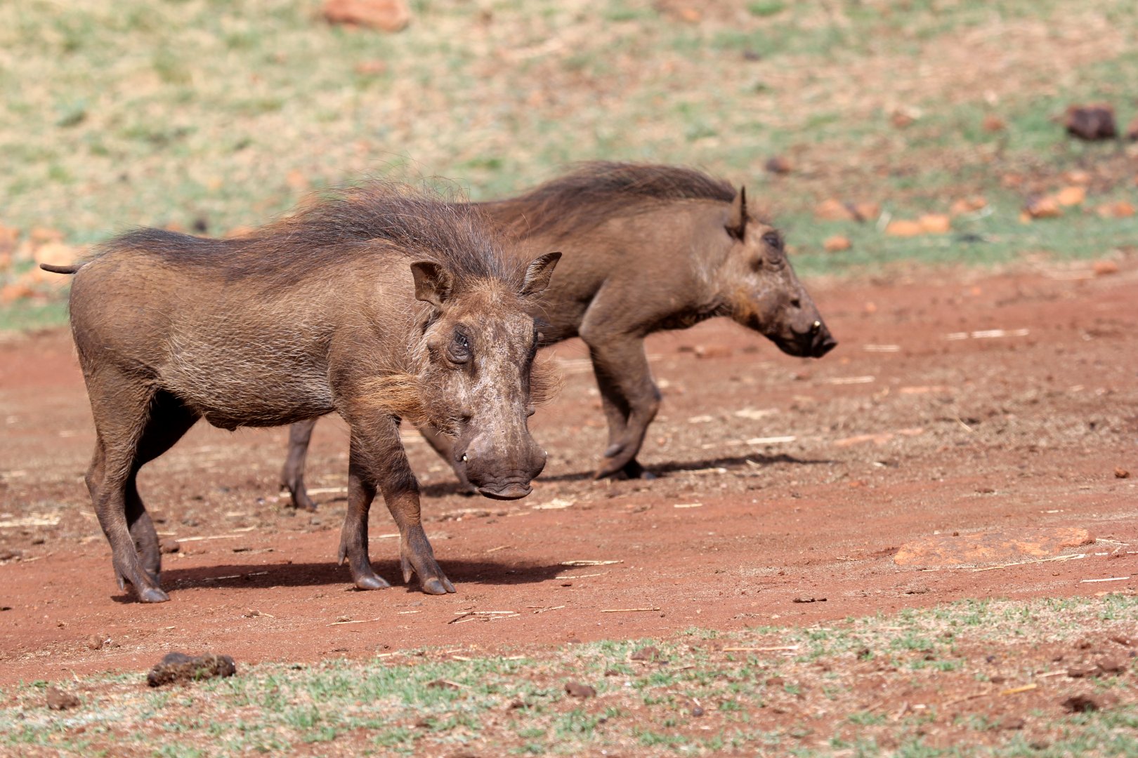 Southern warthog (Phacochoerus africanus sundevallii)