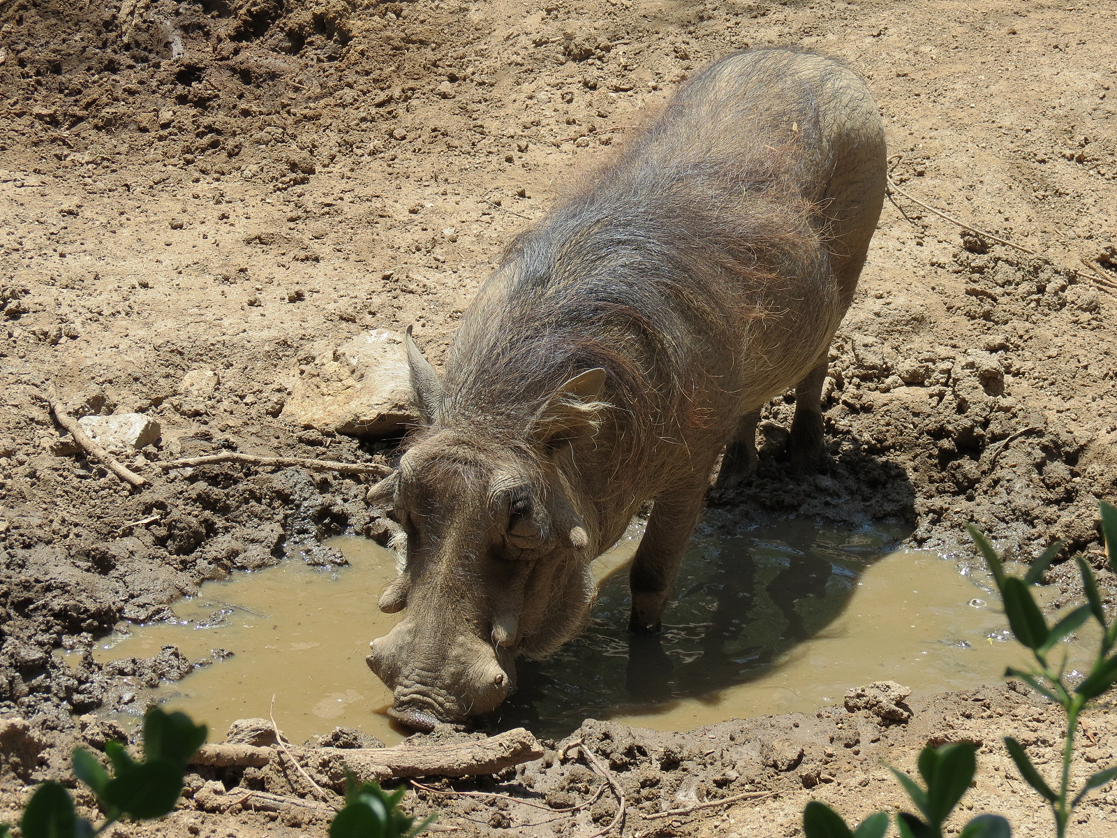 Southern Warthog