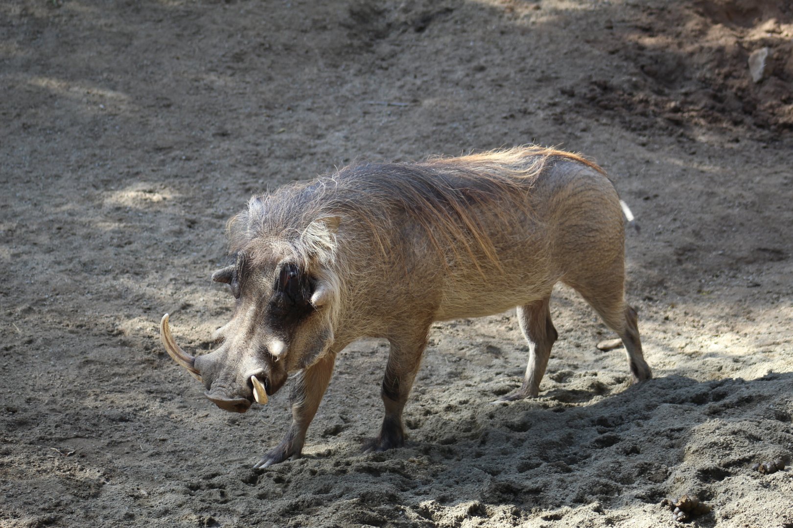Southern Warthog