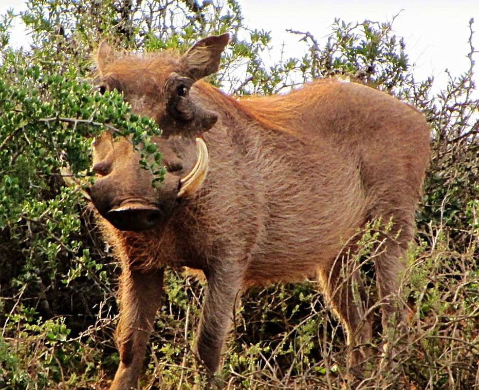 Southern Warthog
