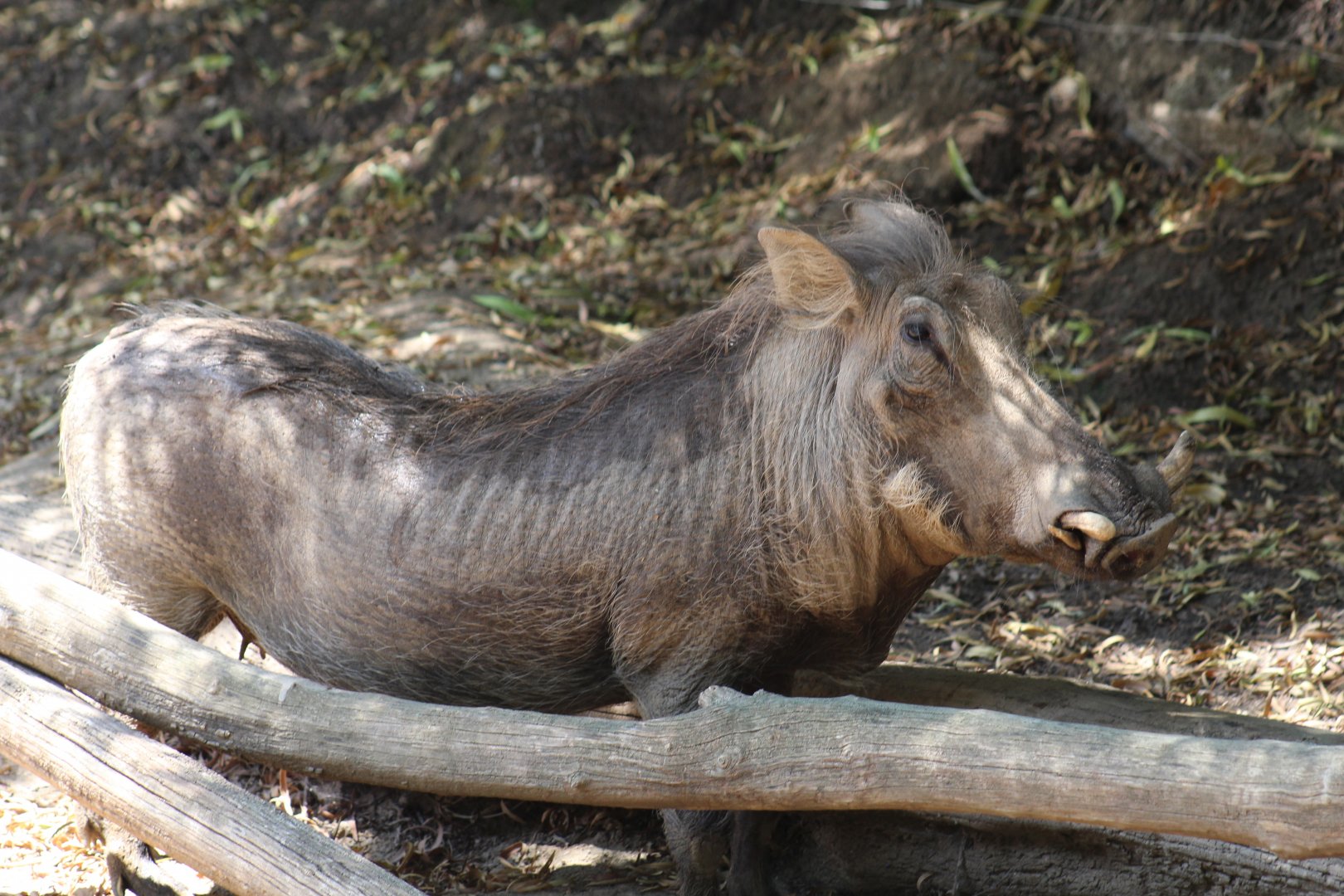 Southern Warthog