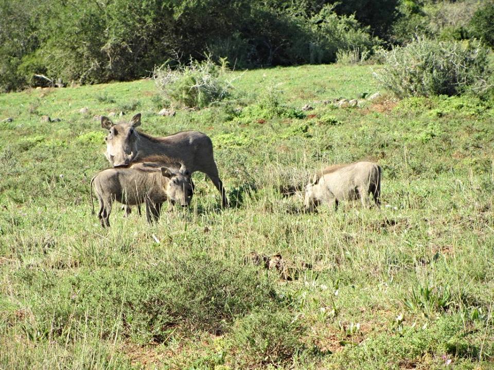 Southern Warthogs