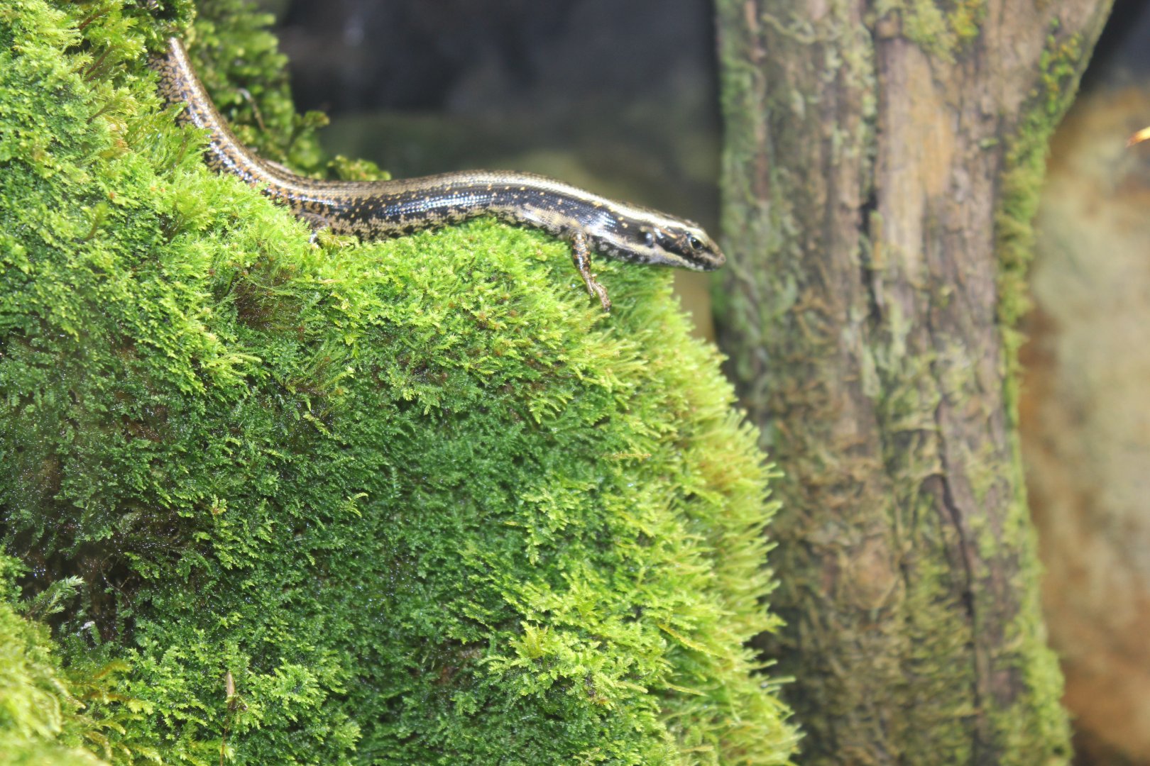 Southern Water Skink (Eulamprus tympanum)