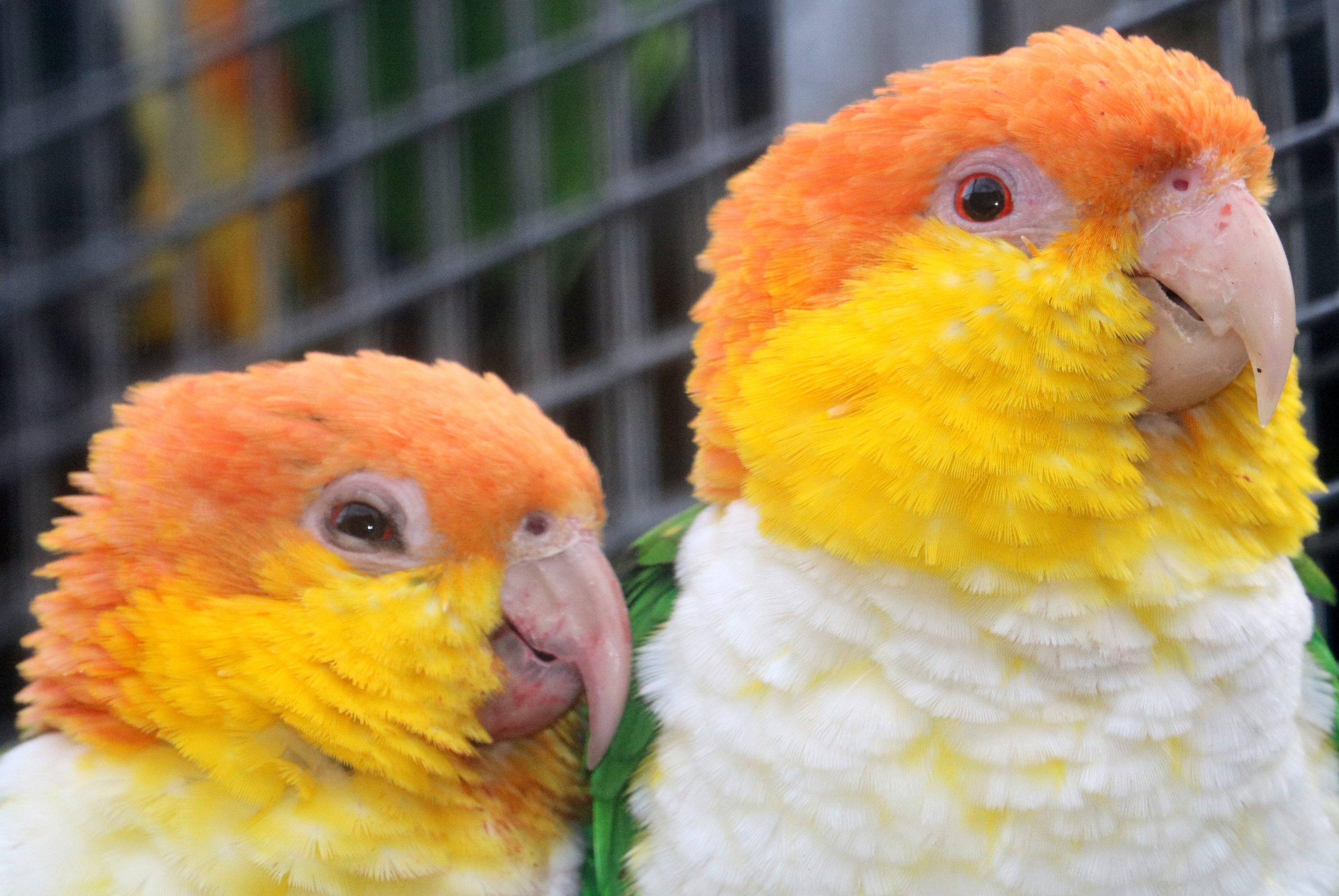 Southern white-bellied caique; Birdworld; 10th October 2019