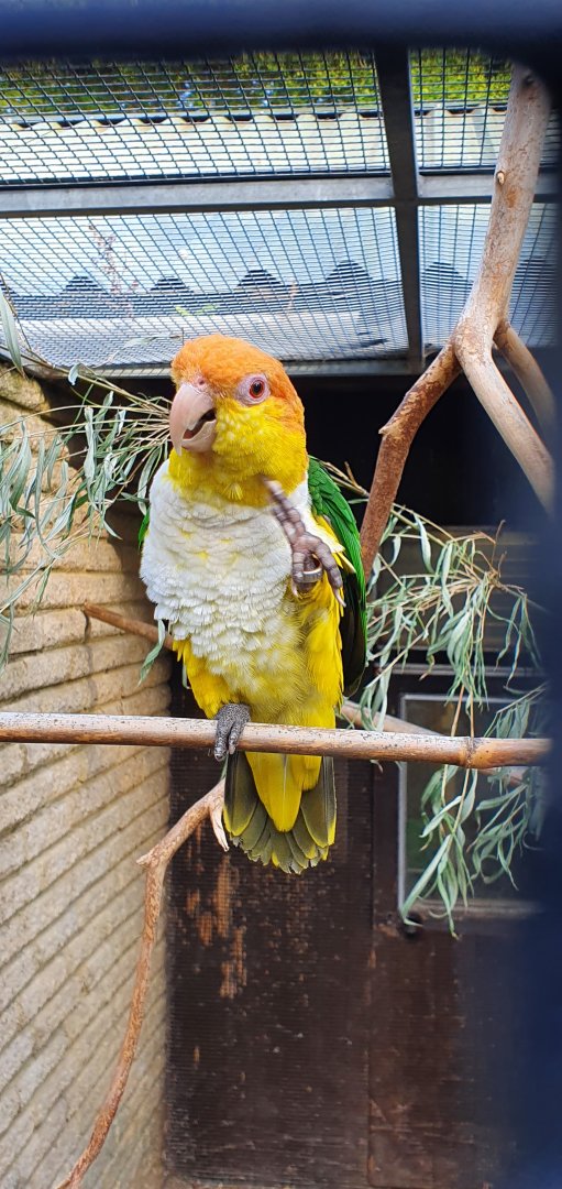southern white bellied caique