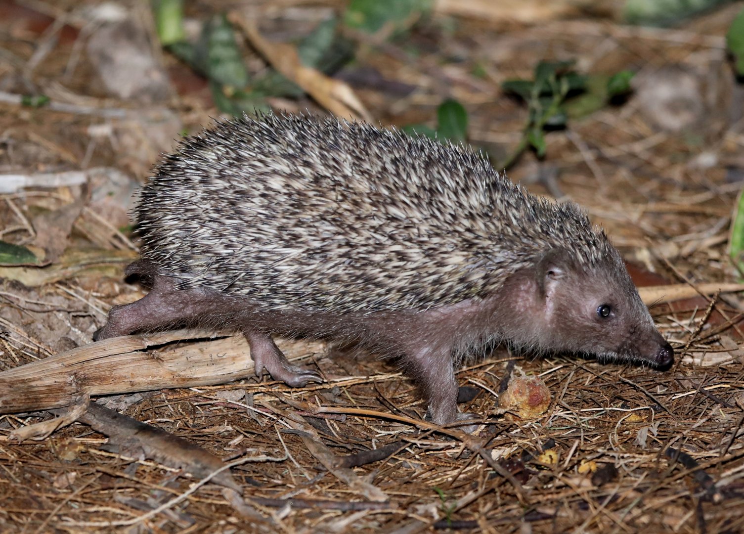 Southern White-breasted Hedgehog (Erinaceus concolor)