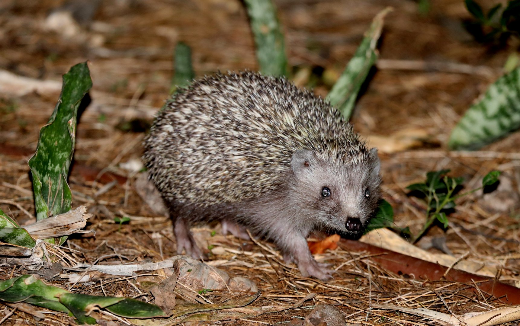 Southern White-breasted Hedgehog (Erinaceus concolor)