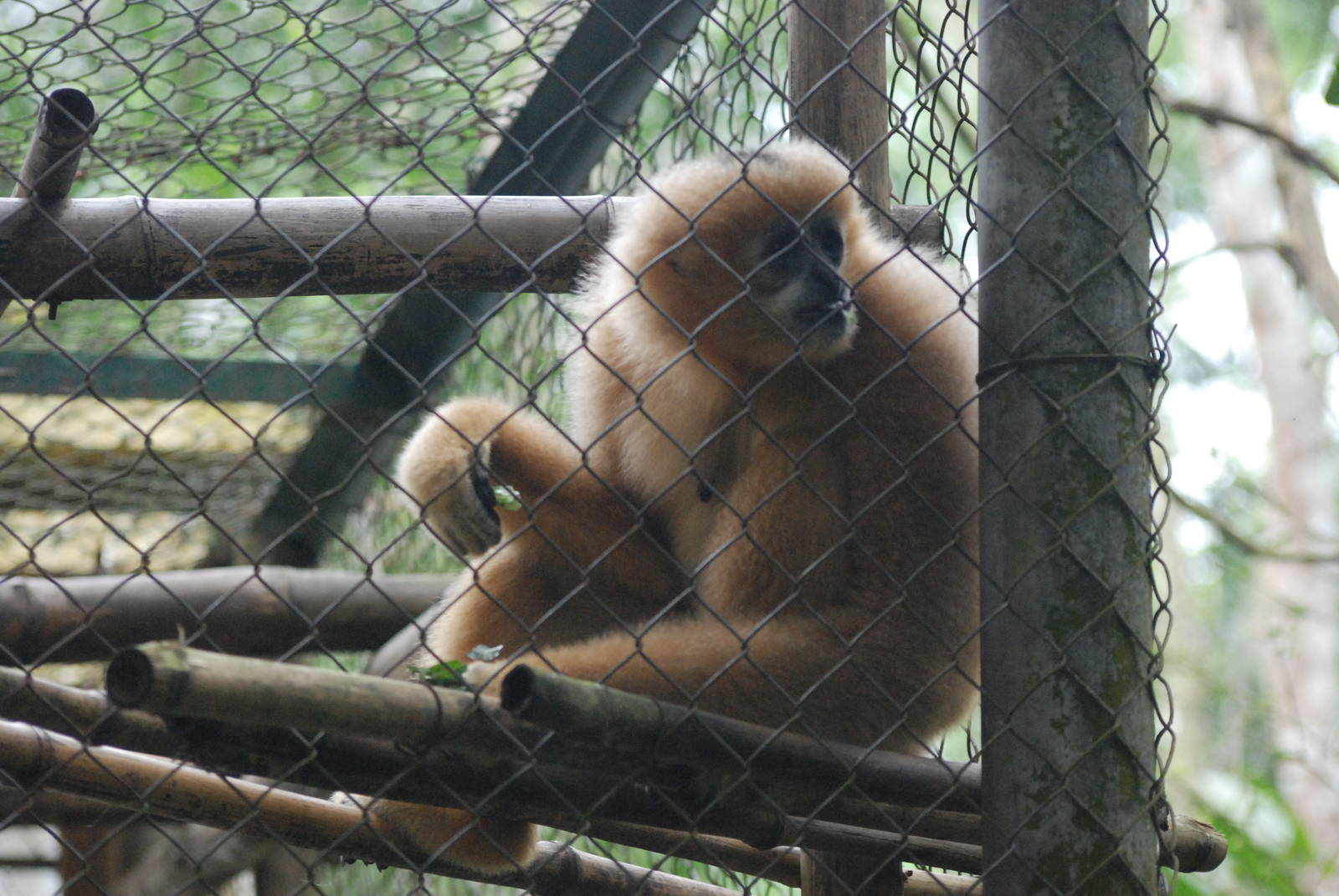 Southern White-cheeked Gibbon at EPRC Cuc Phuong, 10/03/12