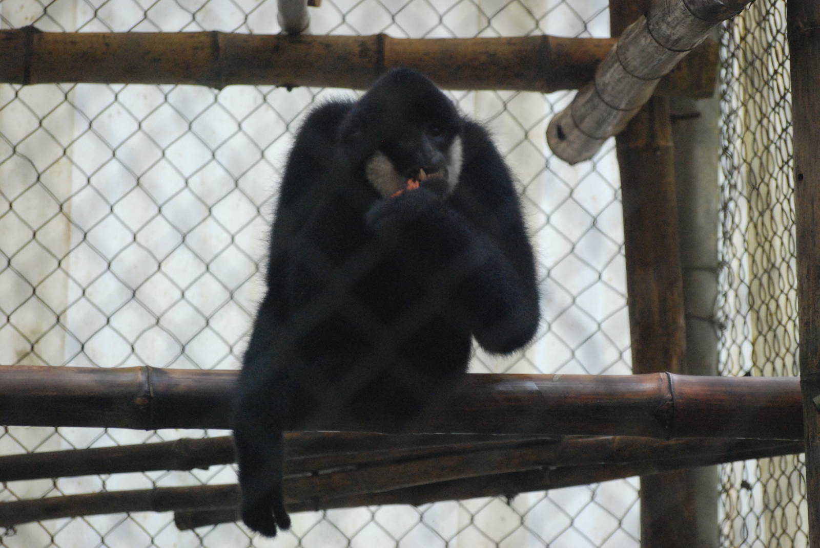 Southern White-cheeked Gibbon at EPRC Cuc Phuong, 10/03/12