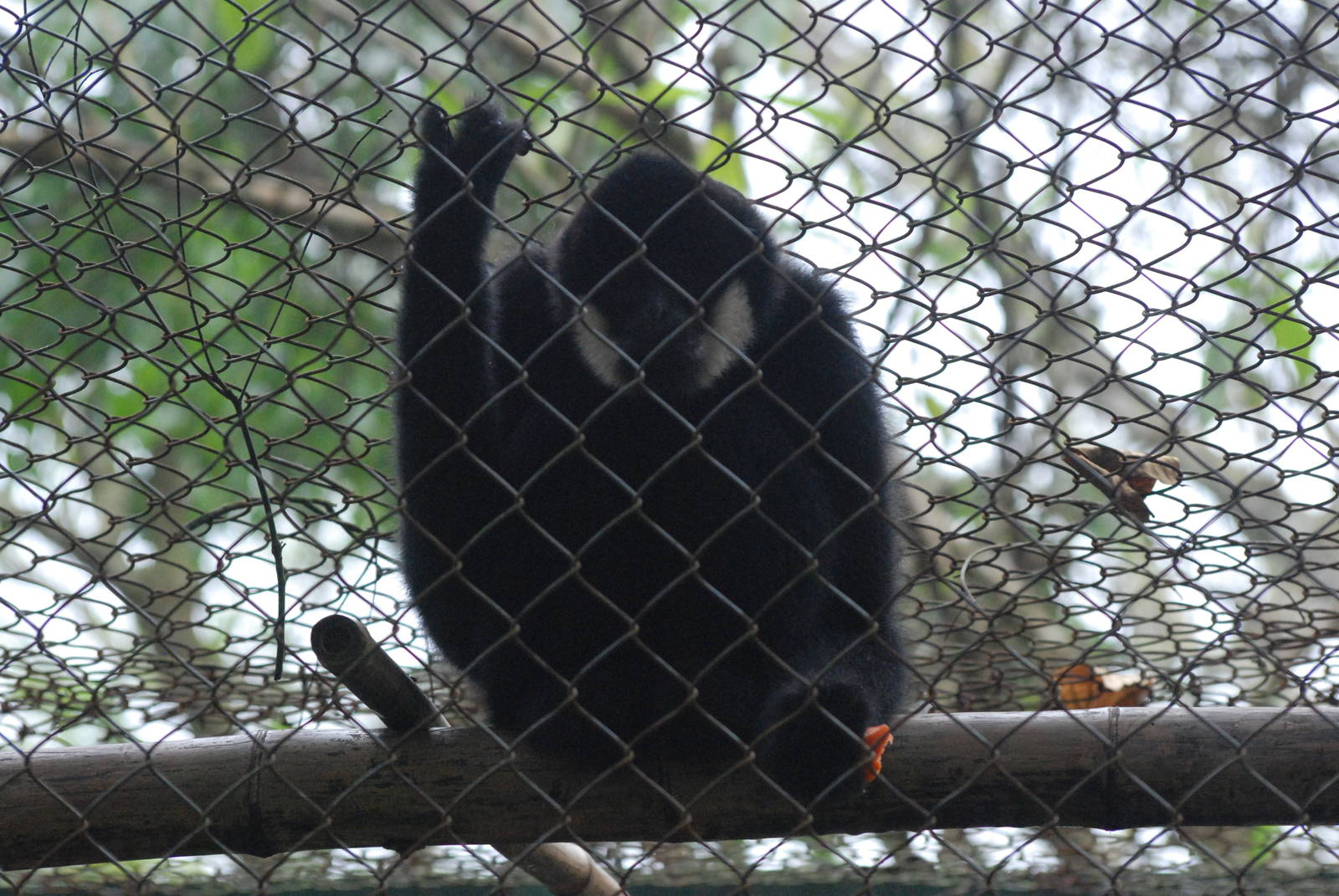 Southern White-cheeked Gibbon at EPRC Cuc Phuong, 10/03/12