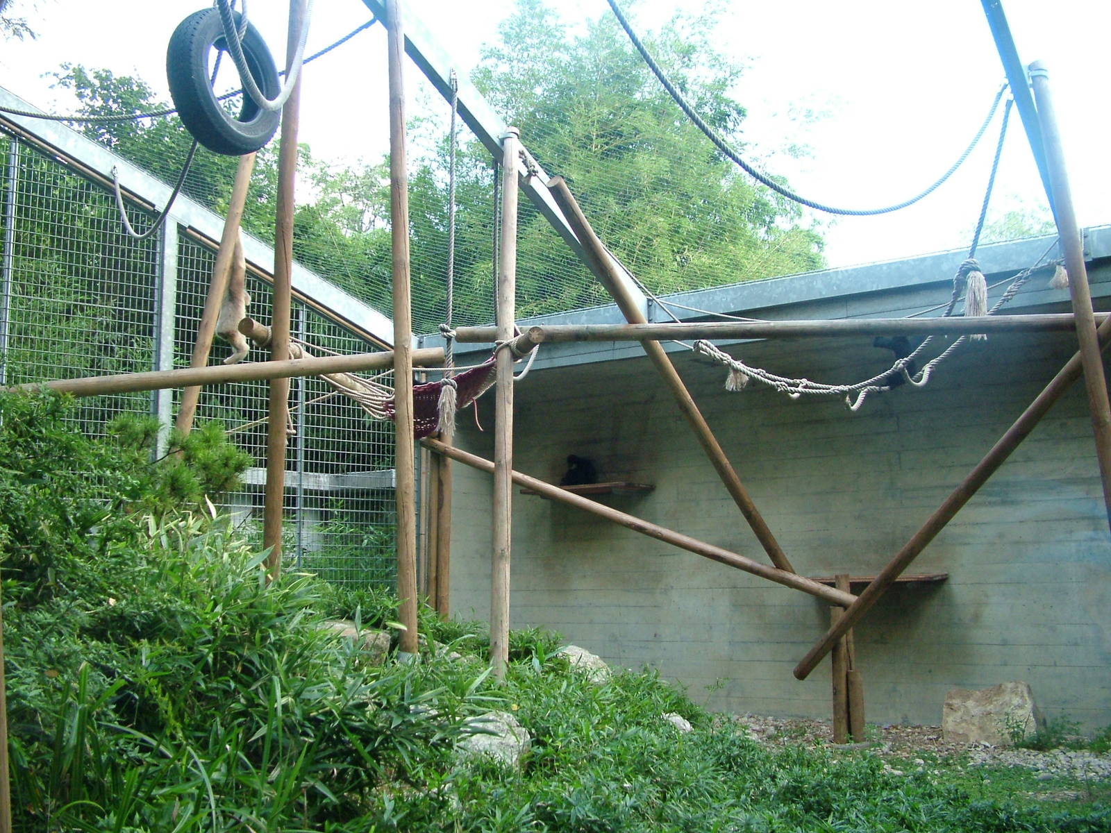 Southern White-cheeked Gibbon exhibit at Mulhouse 29/08/09