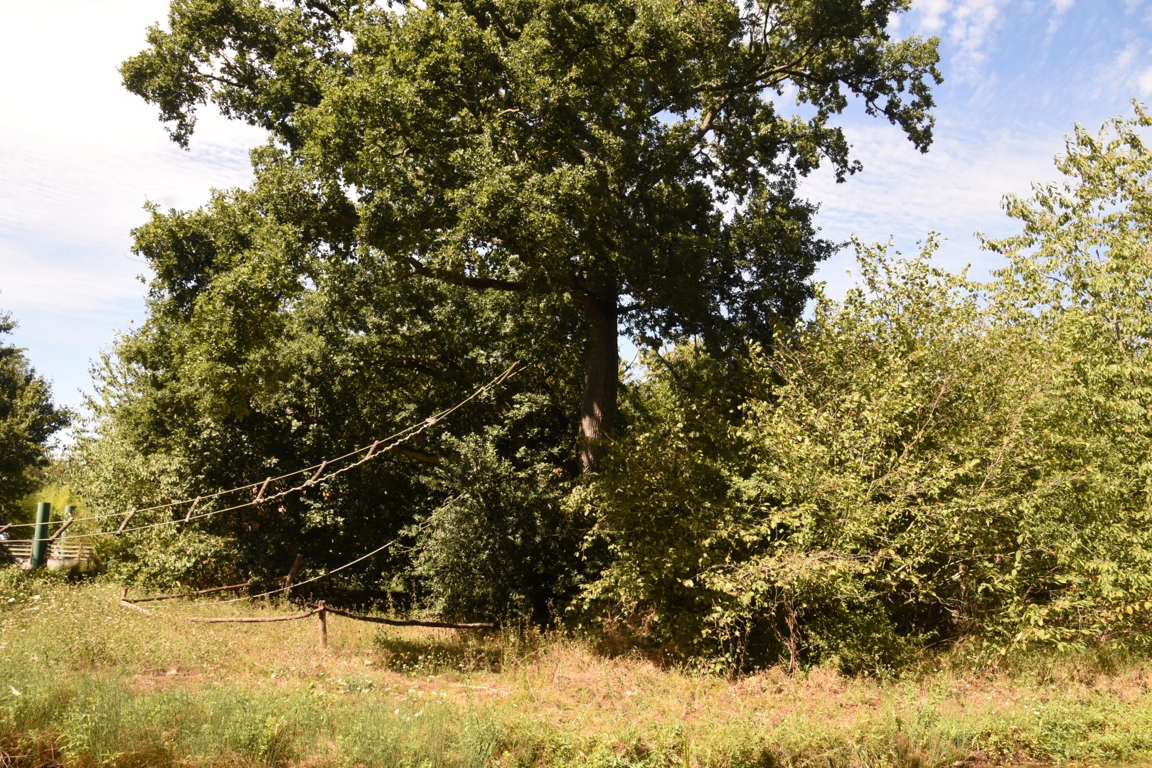 Southern White-cheeked Gibbon island