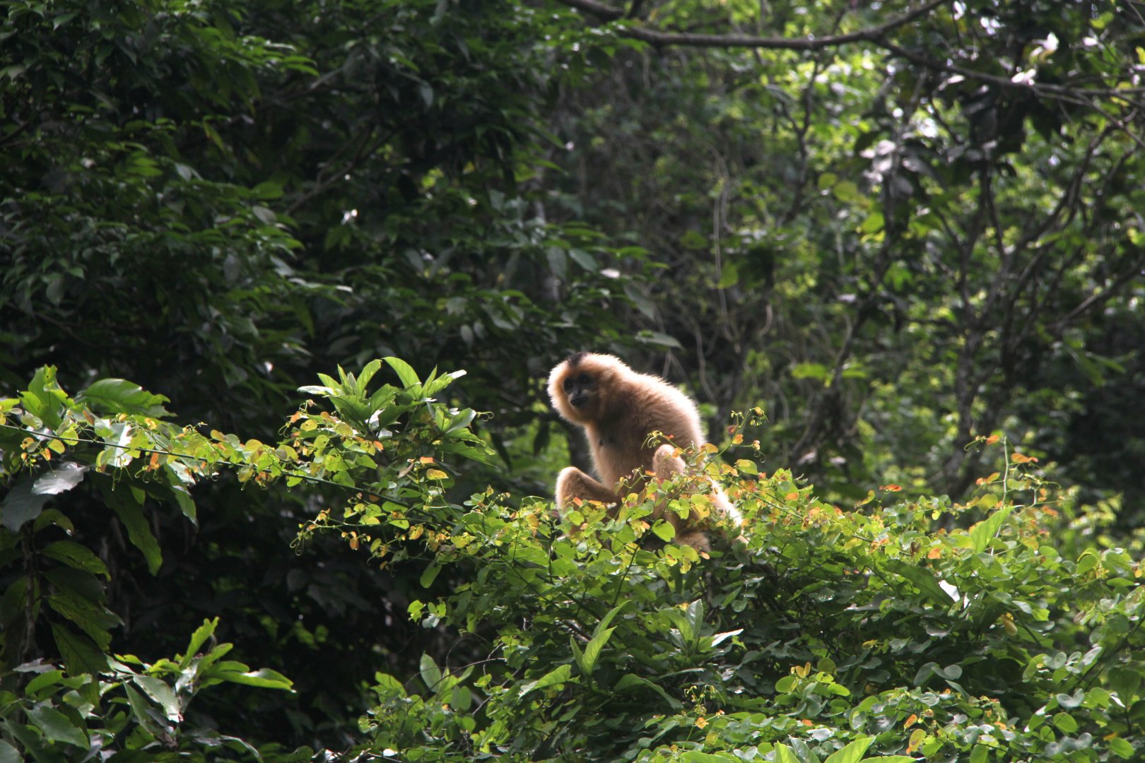 Southern white-cheeked gibbon (Nomascus siki)
