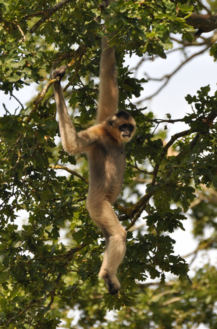 Southern white-cheeked gibbon (Nomascus siki)