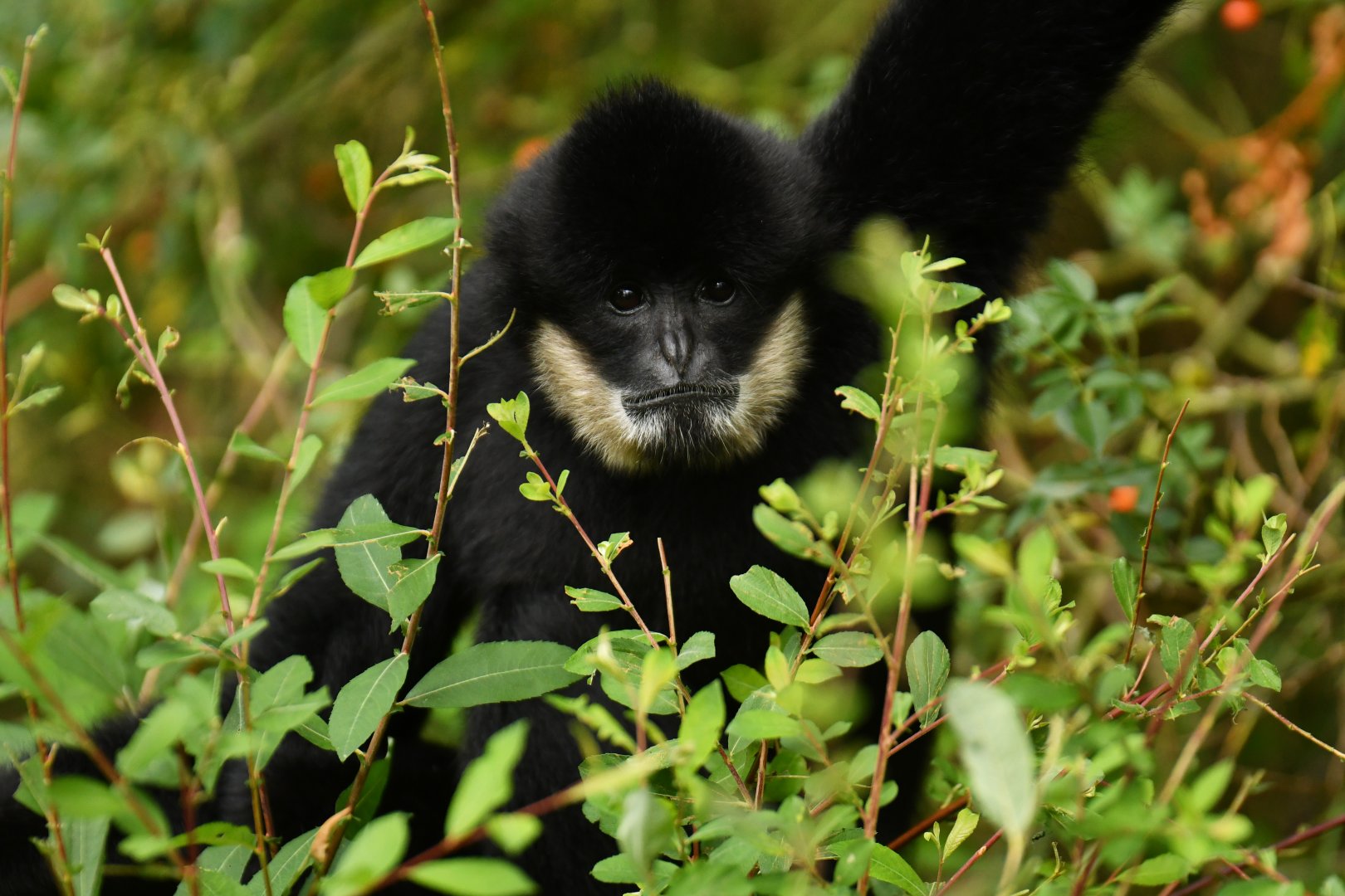 Southern white-cheeked gibbon (Nomascus siki)