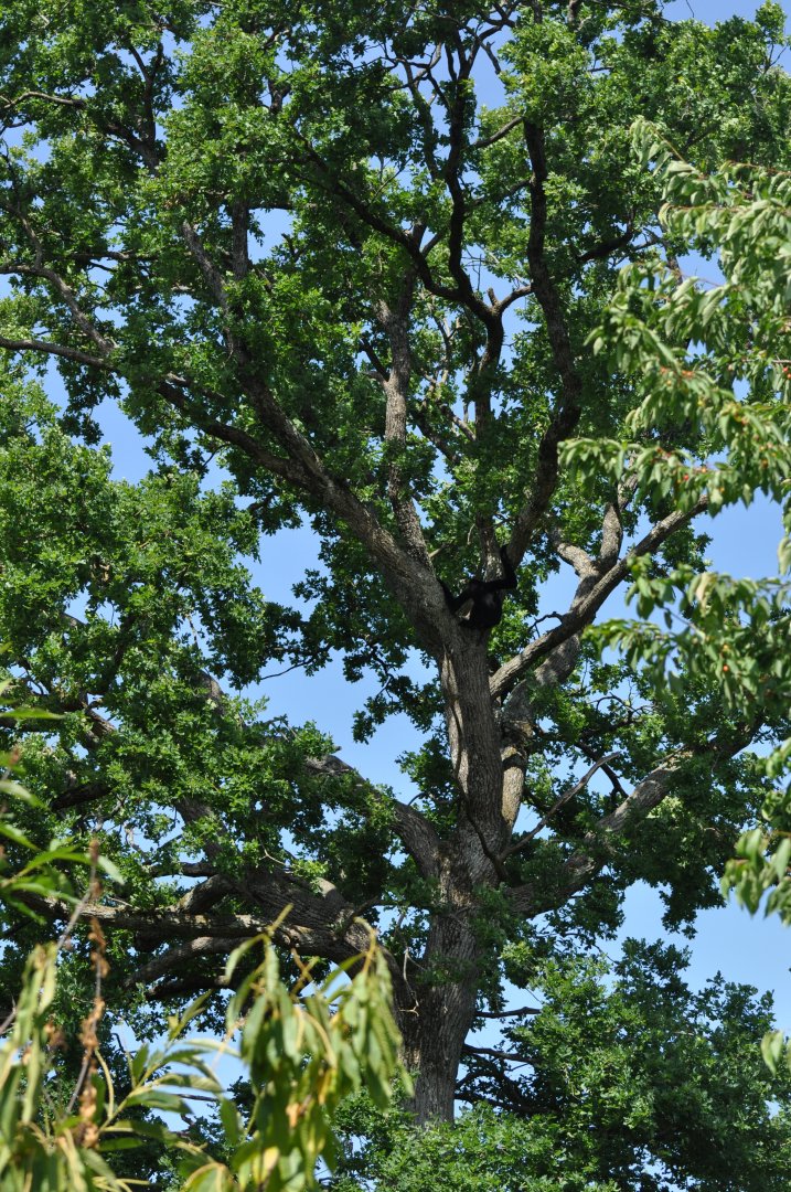 Southern white-cheeked gibbon (Nomascus siki)