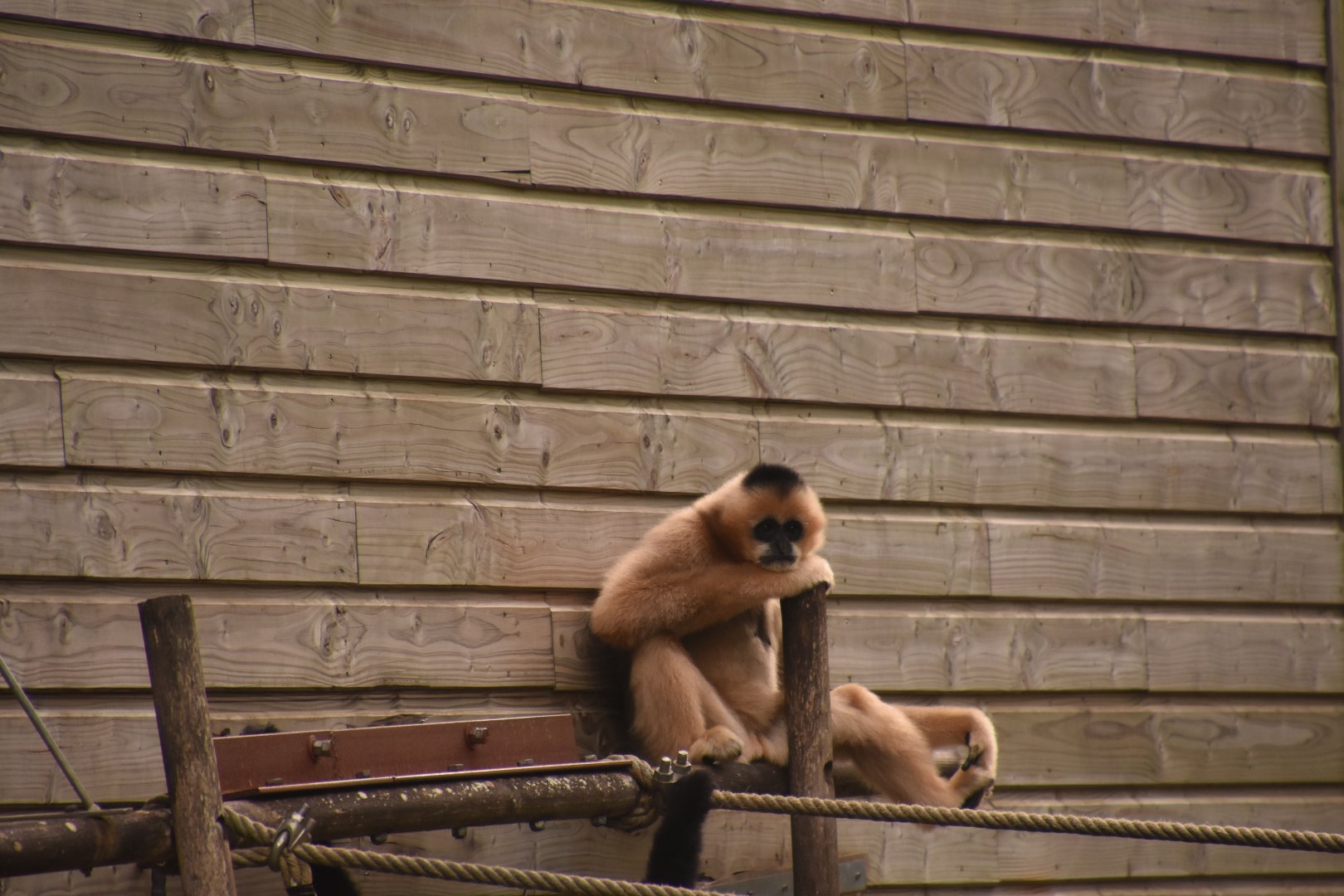 Southern White-cheeked Gibbon