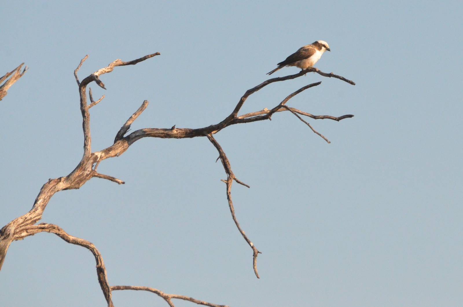 Southern White-crowned Shrike, Khwai Community Area, Botswana, 26/04/16