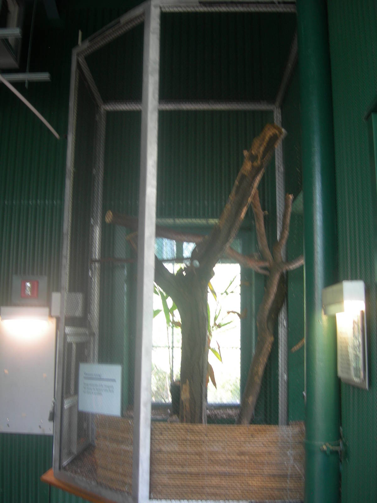 Southern White Faced Owl Exhibit