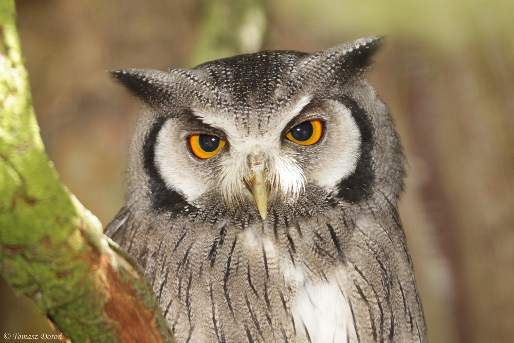 Southern white faced Owl (Ptilopsis granti)