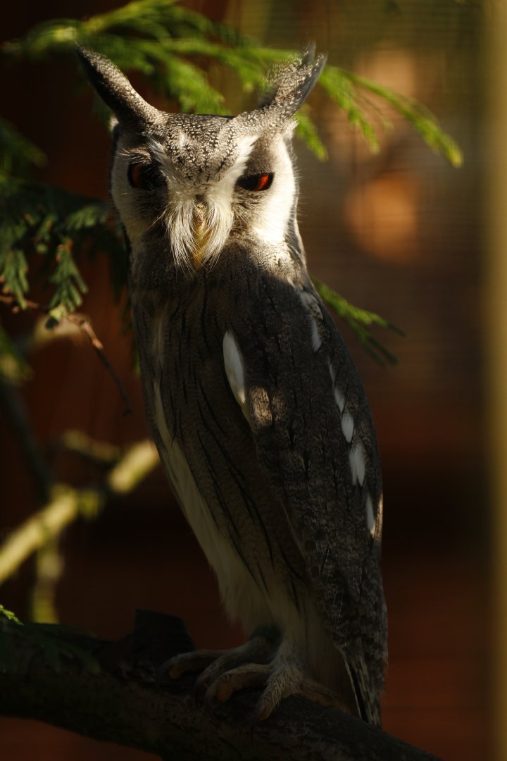Southern white-faced owl (Ptilopsis granti)
