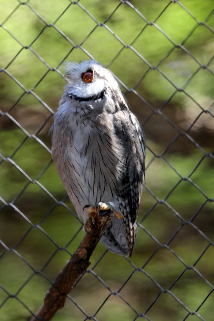 southern white-faced owl (Ptilopsis granti)