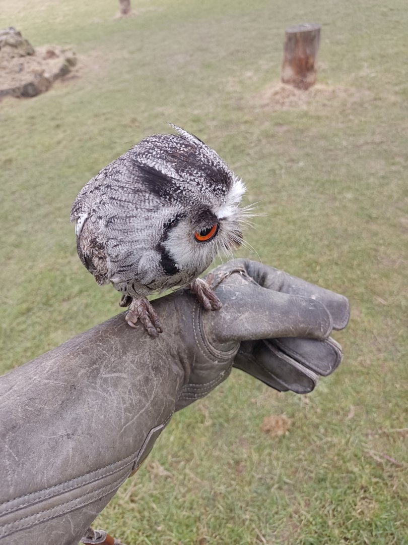 (Southern?) White-Faced Owl - UK Owl and Raptor Centre