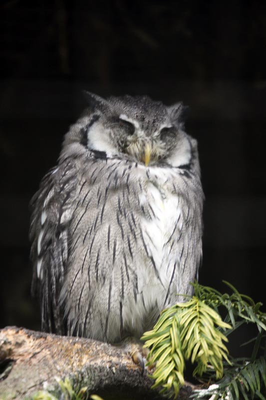 Southern white faced owl