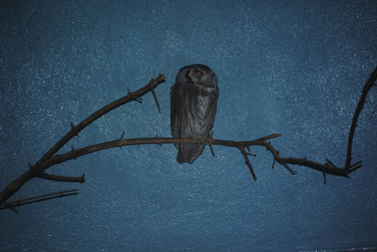 Southern White-Faced Owl