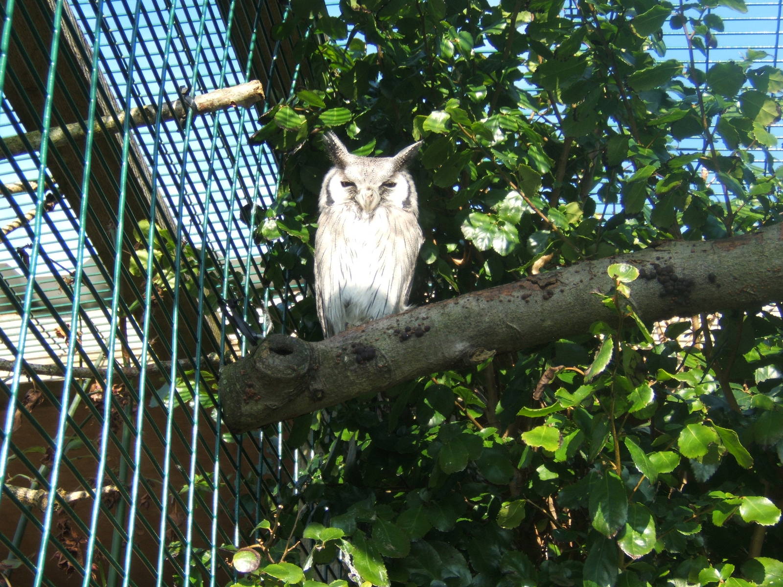 Southern White-faced Owl