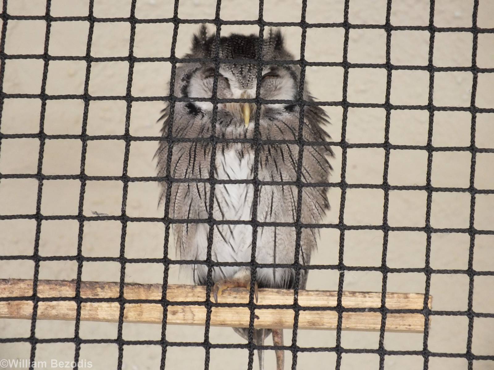 Southern White-faced Owl