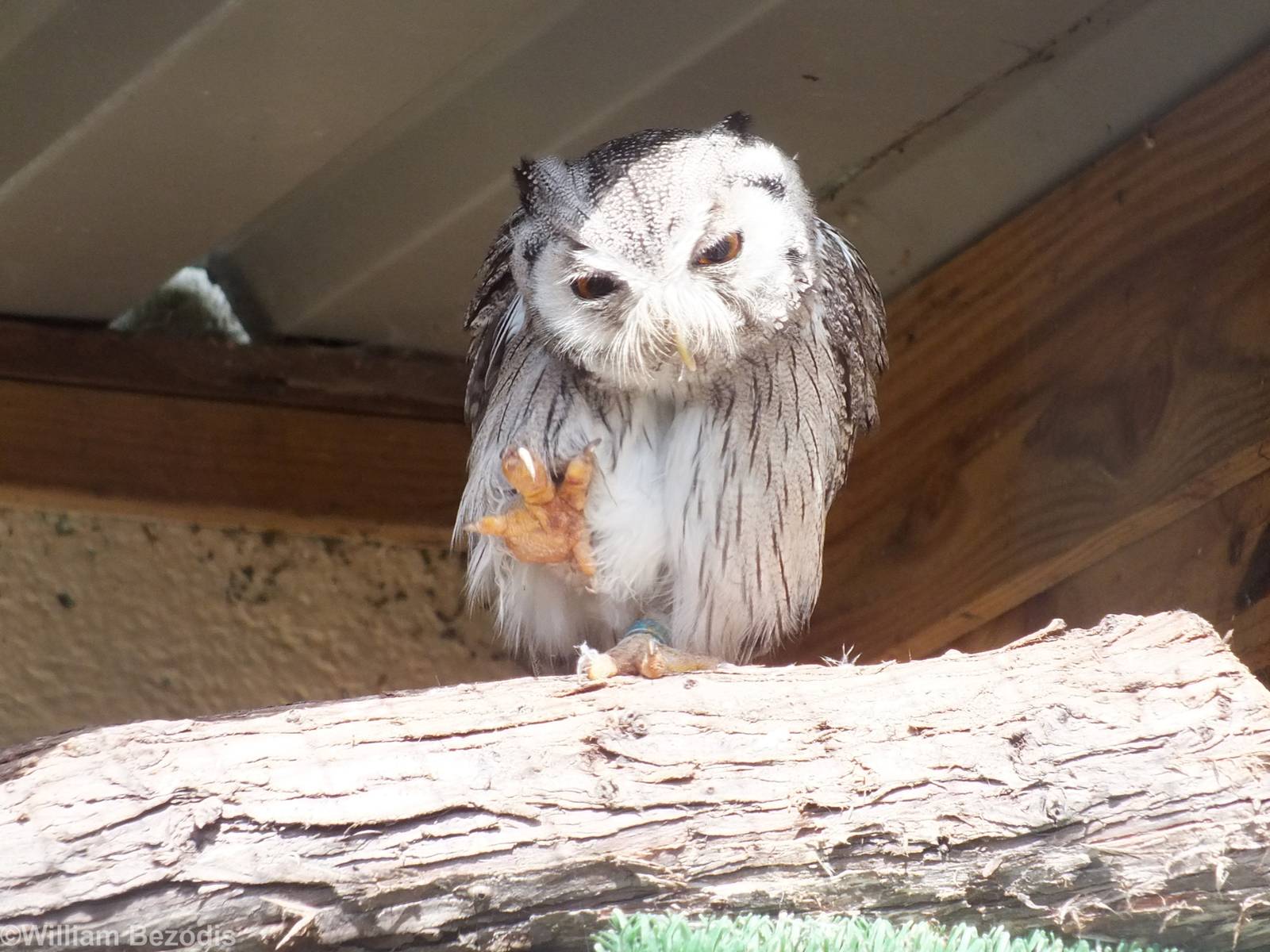 Southern White-faced Owl