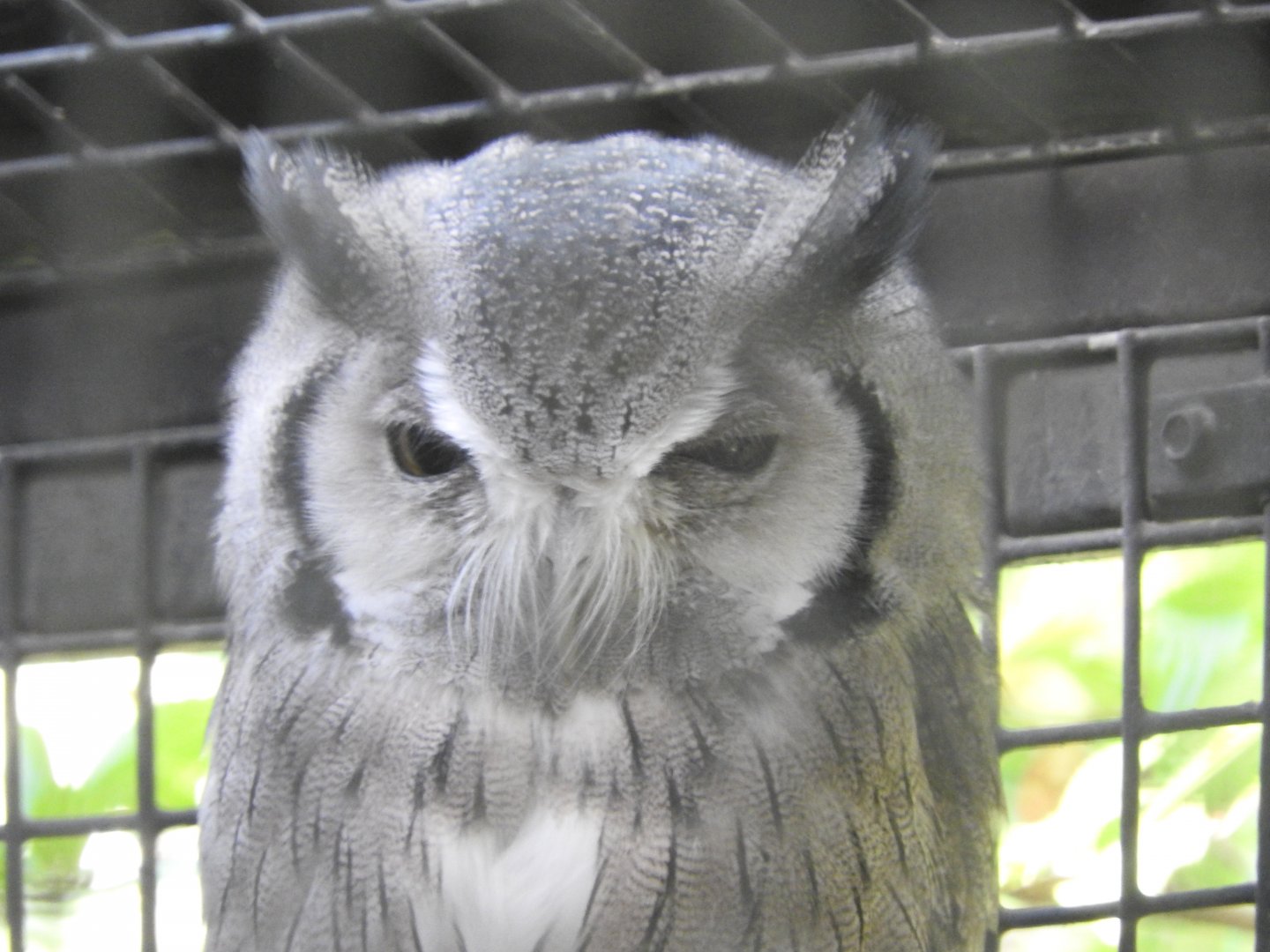 Southern White-faced Owl