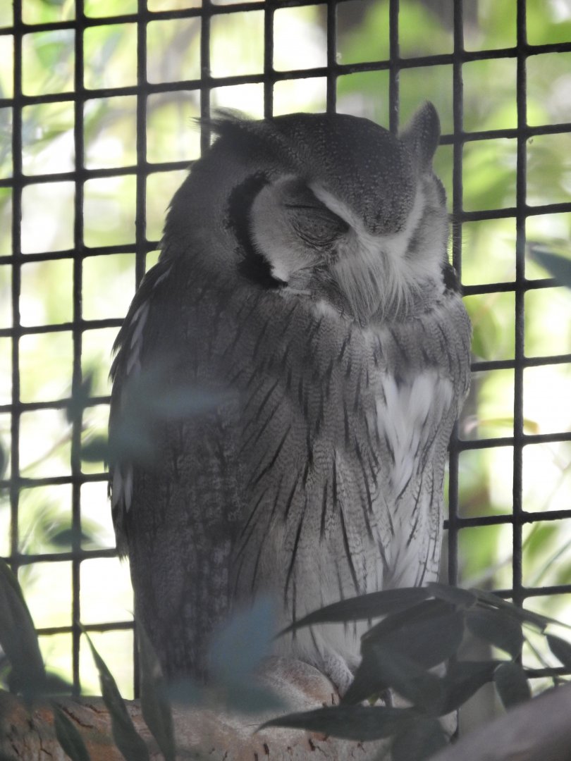 Southern White-faced Owl