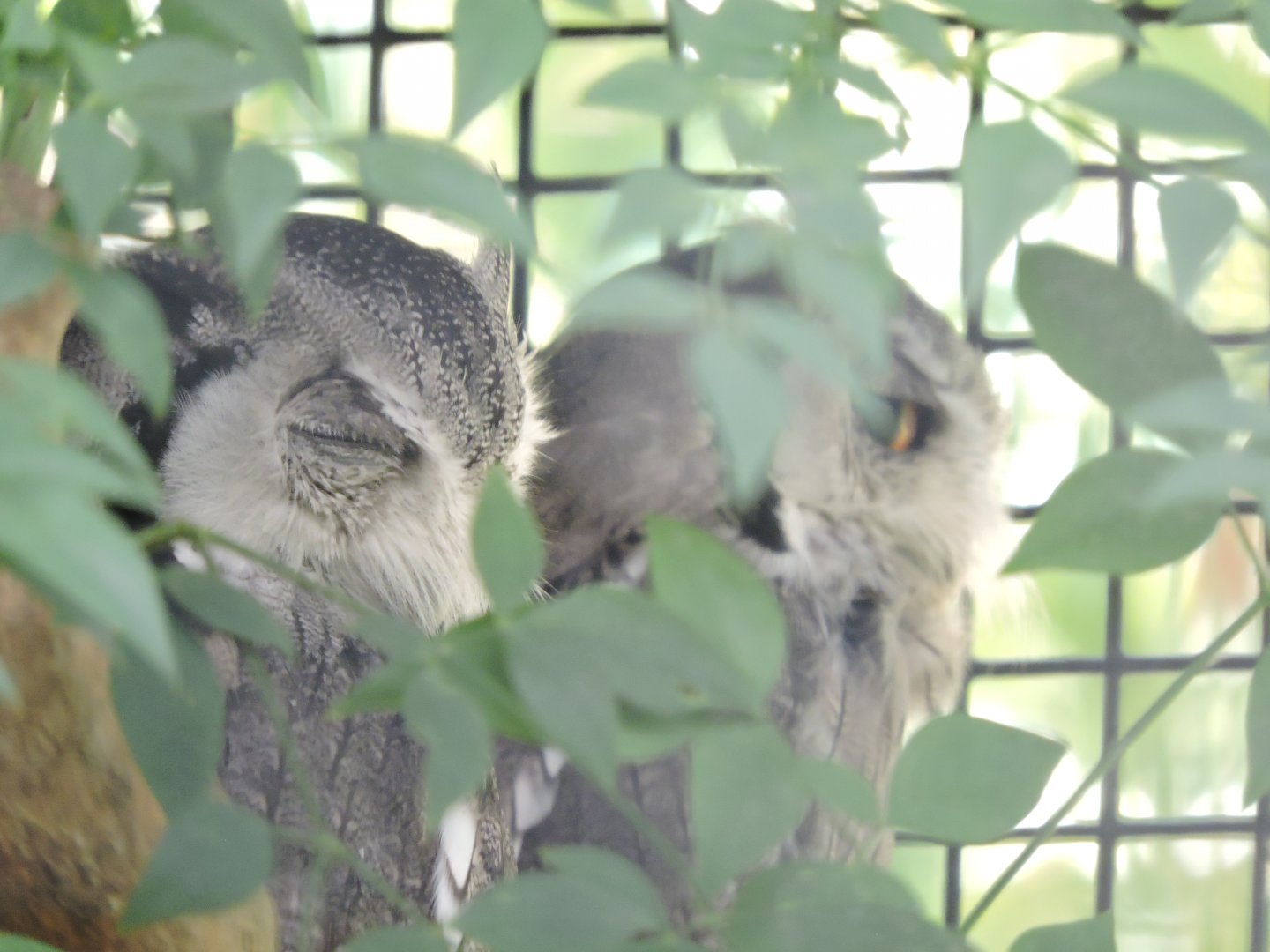 Southern White-faced Owls