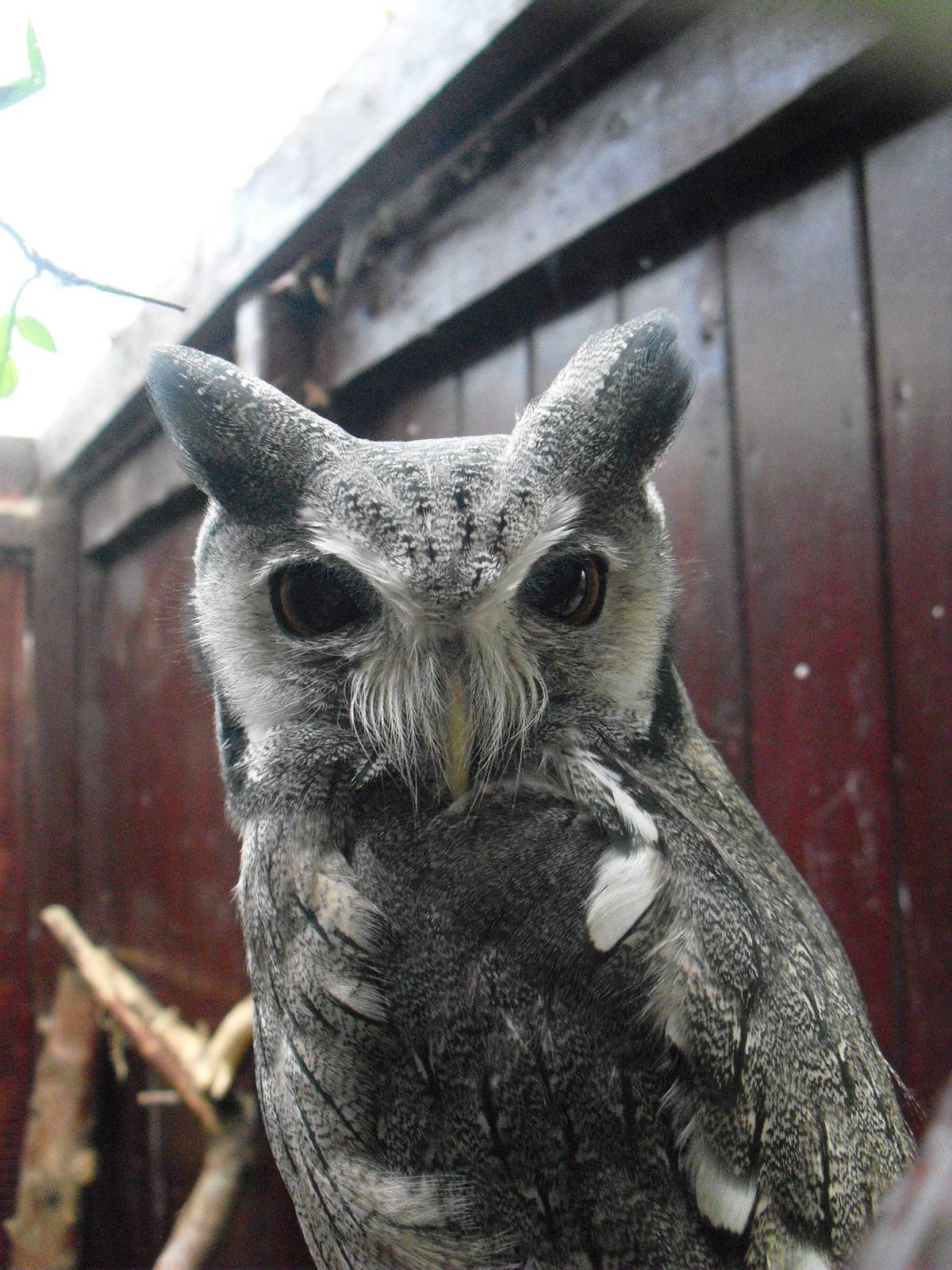 Southern White-faced Scops-owl - 16/10/2011