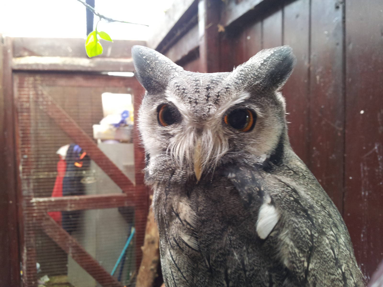 Southern White-faced Scops-owl - 16/10/2011