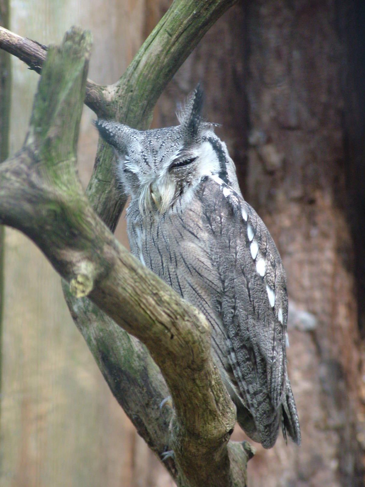 Southern White-faced Scops Owl at Cotswold Falconry 20/09/09