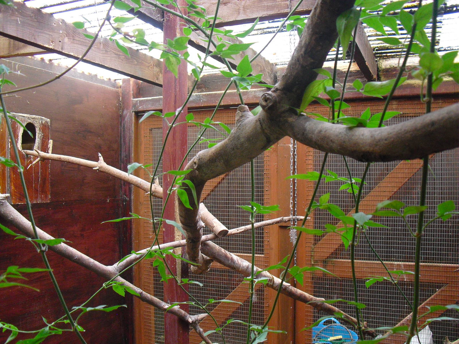 Southern White-faced Scops-owl Aviary - 16/10/2011