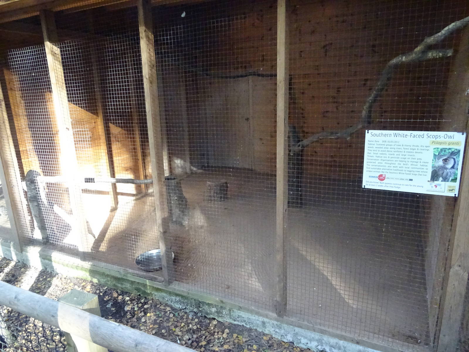 Southern White-faced Scops Owl Aviary at Yorkshire Wildlife Park