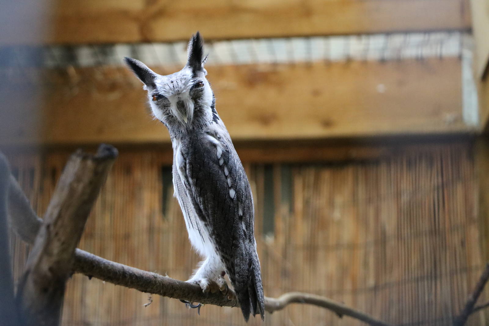 Southern white-faced scops owl - Battlefield Falconry Centre, November 2015