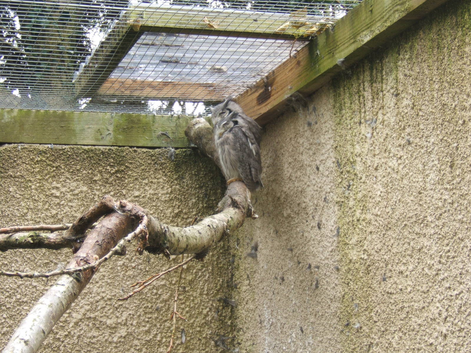Southern White-fronted Scops Owl