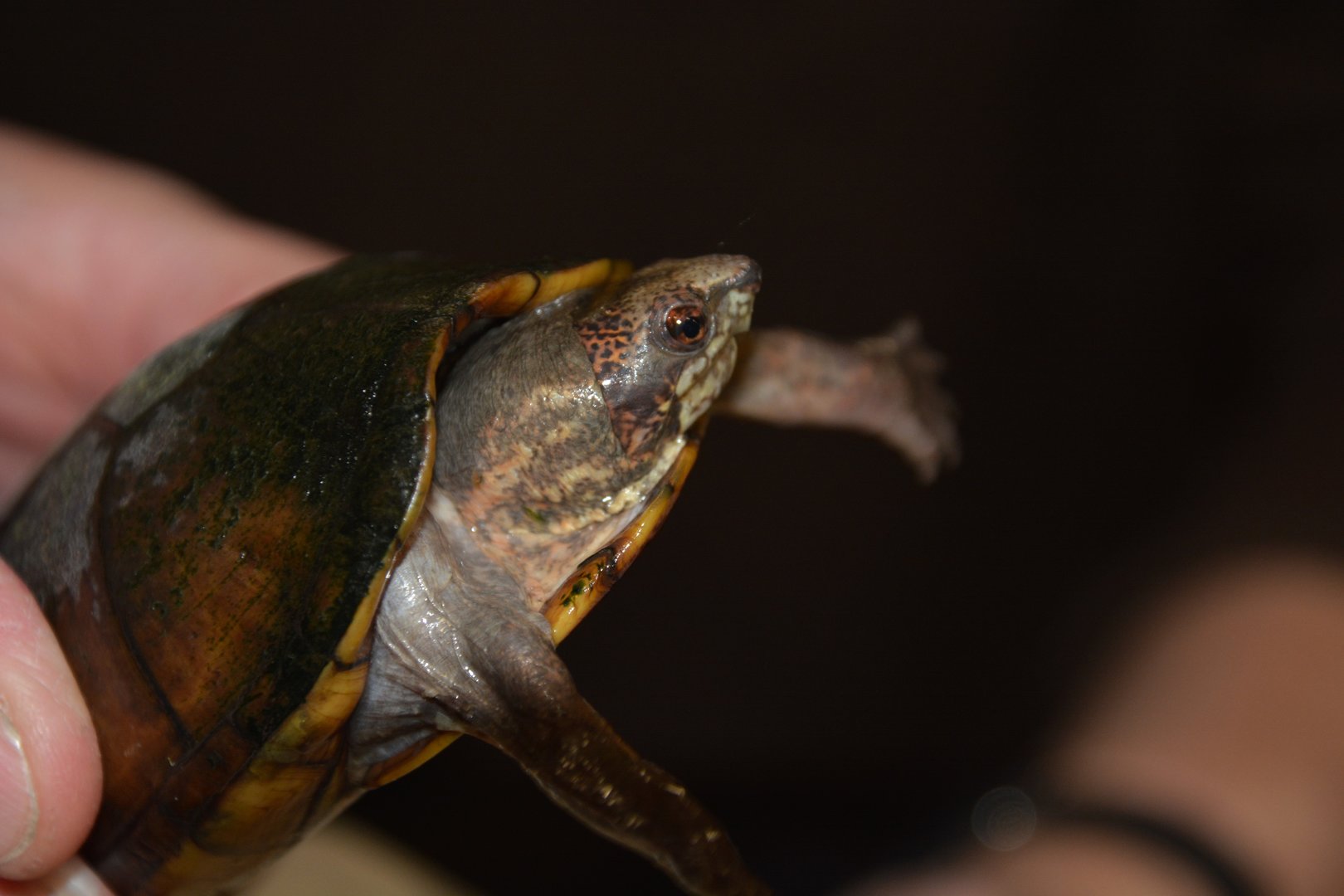 Southern white-lipped mud turtle (Kinosternon leucostomum postinguinale)