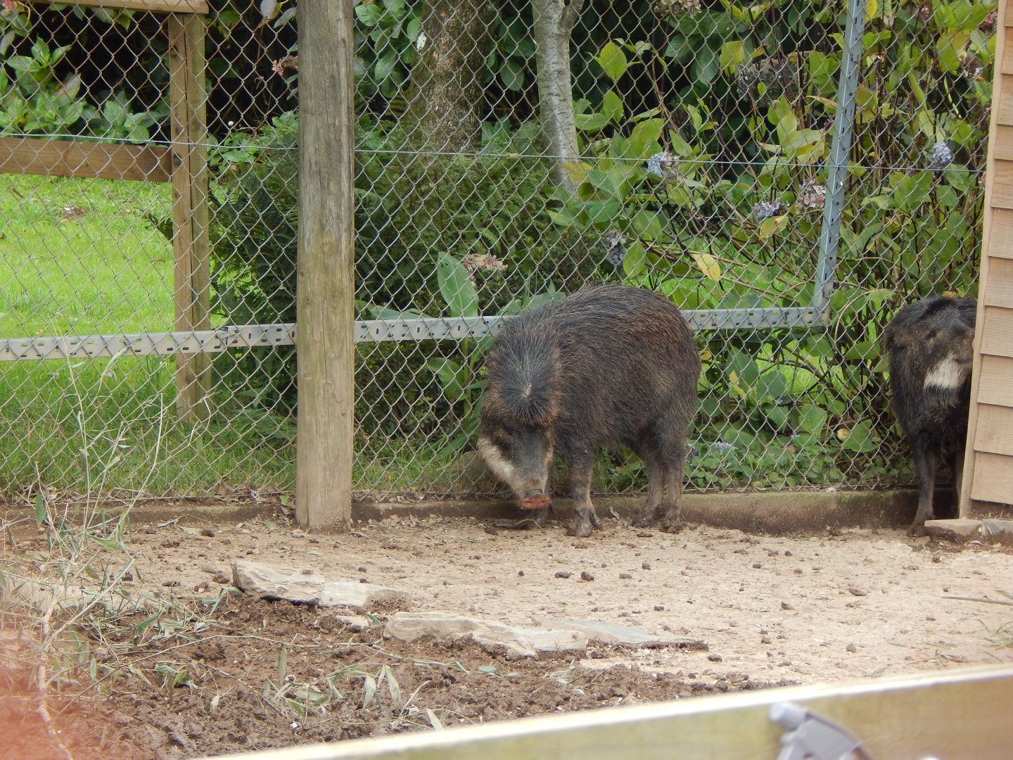 Southern white-lipped peccaries 050925