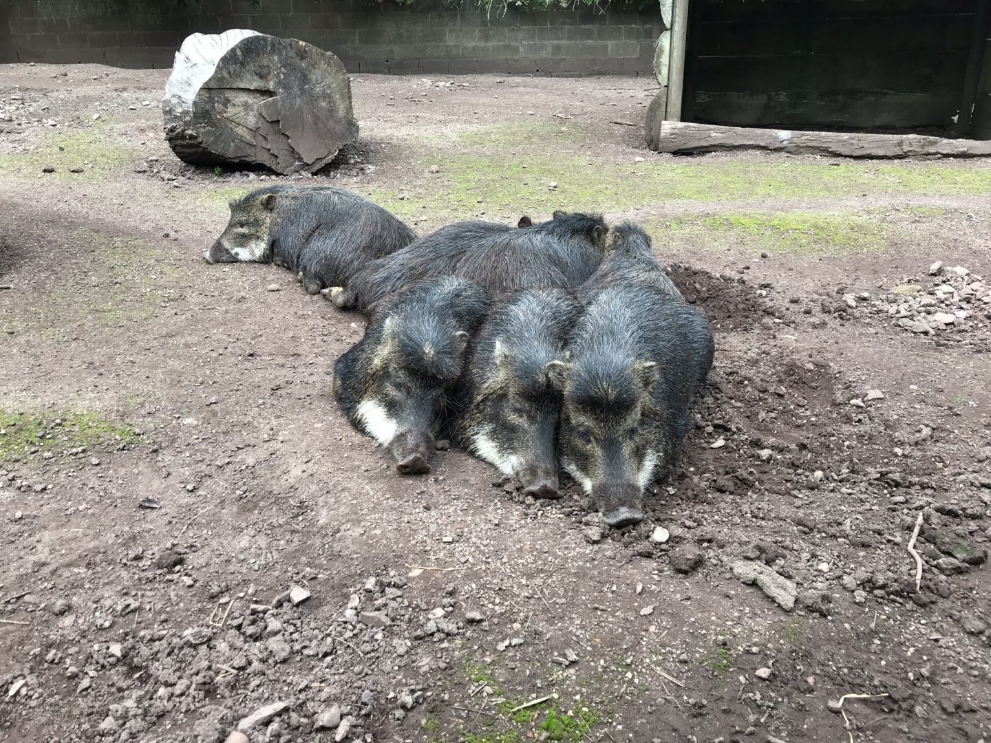 Southern white-lipped peccaries 230619